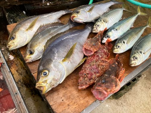 イサキの釣果