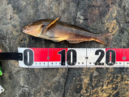 アイナメの釣果
