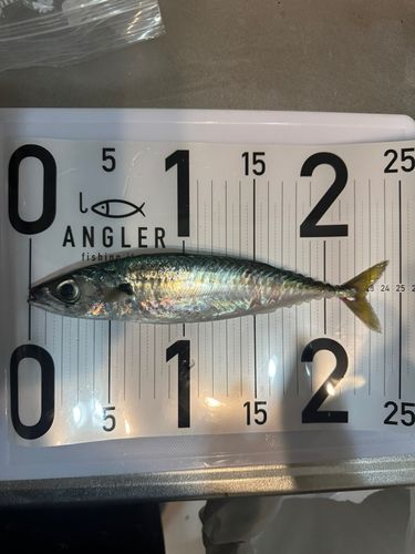 サバの釣果