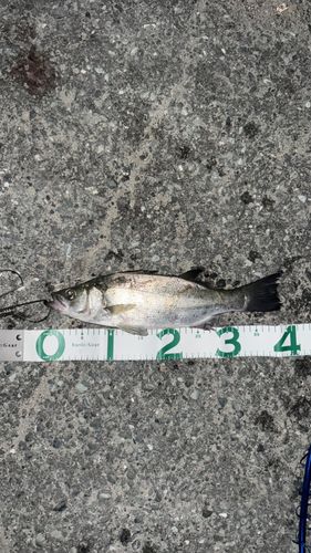 セイゴ（ヒラスズキ）の釣果
