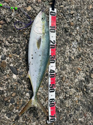 ワラサの釣果