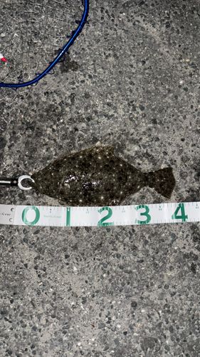 ヒラメの釣果