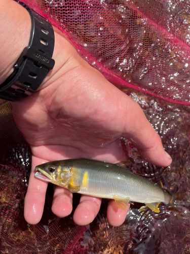 アユの釣果