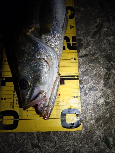 スズキの釣果