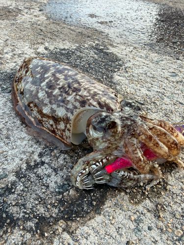コウイカの釣果