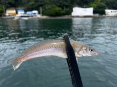 シロギスの釣果