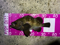 メバルの釣果