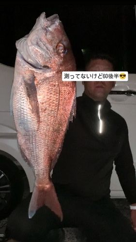 マダイの釣果