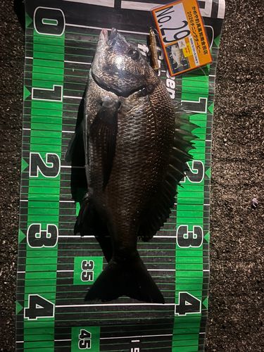 チヌの釣果