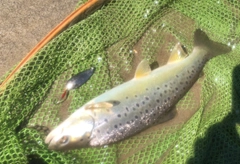 ブラウントラウトの釣果