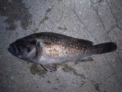 ソイの釣果