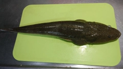 マゴチの釣果