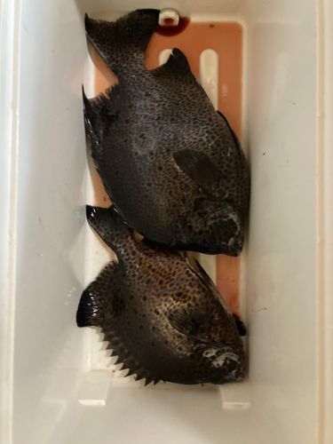 イシガキダイの釣果