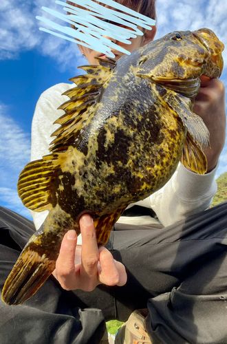 ベッコウゾイの釣果