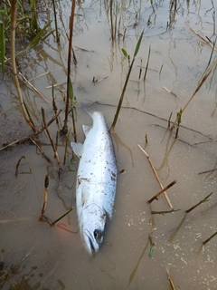 サクラマスの釣果
