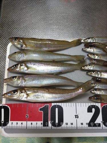 キスの釣果