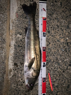 フッコ（マルスズキ）の釣果