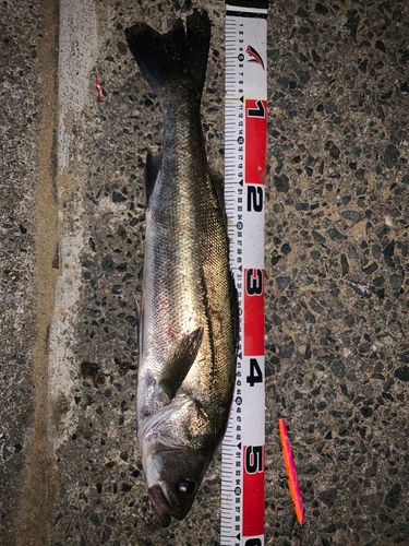 フッコ（マルスズキ）の釣果