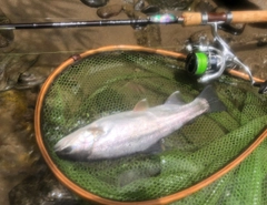 ニジマスの釣果
