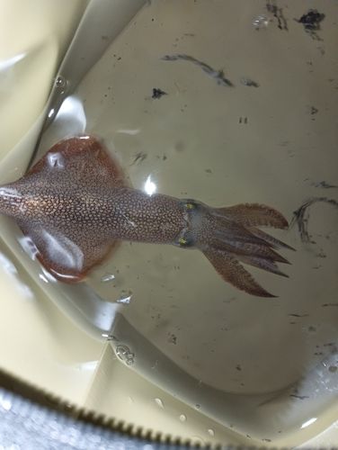 マメイカの釣果