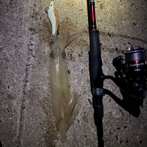 ケンサキイカの釣果