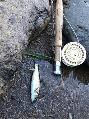 ウグイの釣果