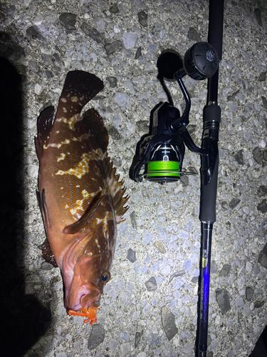 アコウの釣果