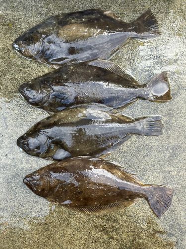 ヒラメの釣果
