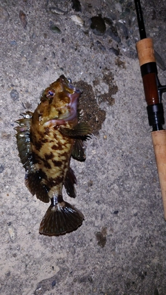 カサゴの釣果