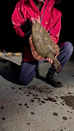 マコガレイの釣果