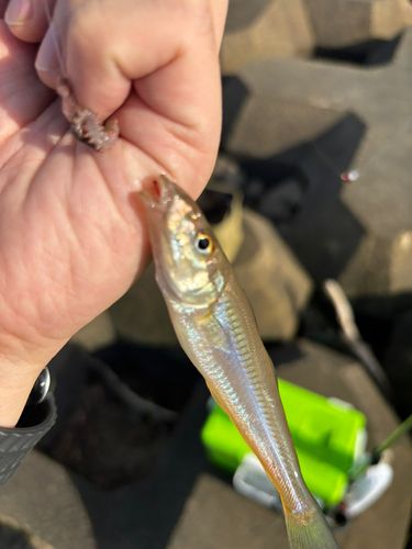 キスの釣果