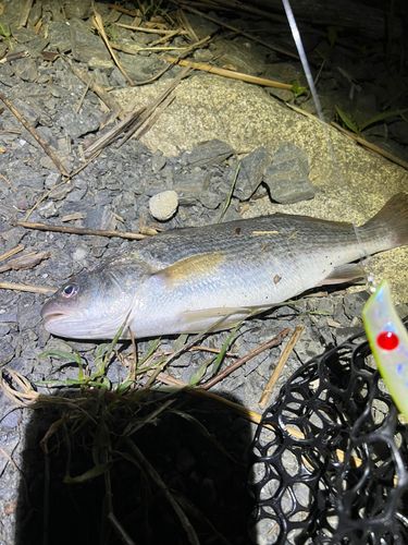 イシモチの釣果