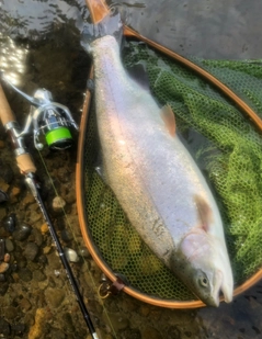 ニジマスの釣果