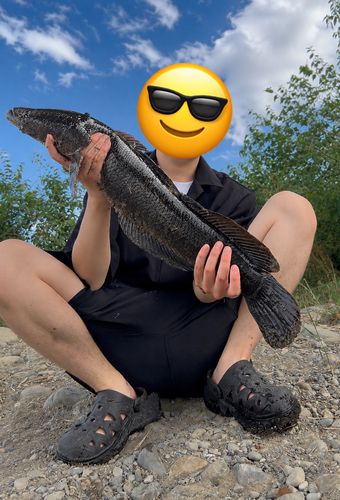 ライギョの釣果
