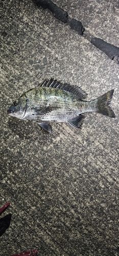 チヌの釣果