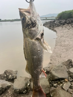 フッコ（タイリクスズキ）の釣果
