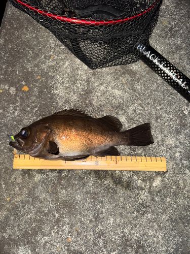 メバルの釣果