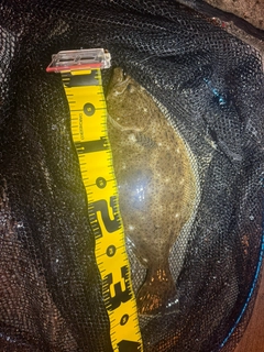 ヒラメの釣果