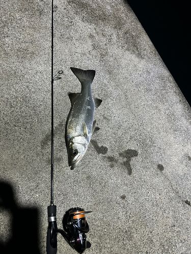 ヒラスズキの釣果