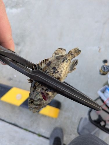 ムラソイの釣果