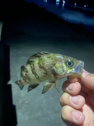 クロメバルの釣果