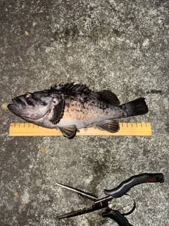 ソイの釣果