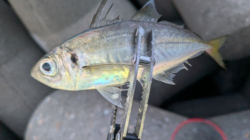 マアジの釣果