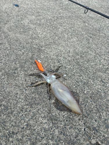 マメイカの釣果