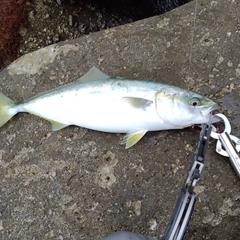 ヤズの釣果
