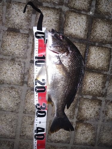キビレの釣果