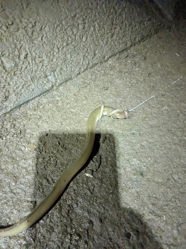 ウナギの釣果