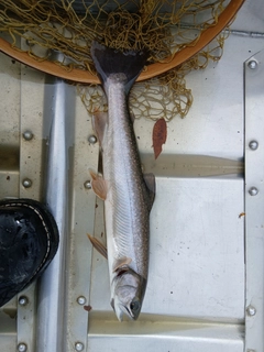 ミヤベイワナの釣果