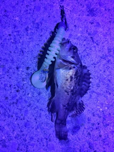 釣果