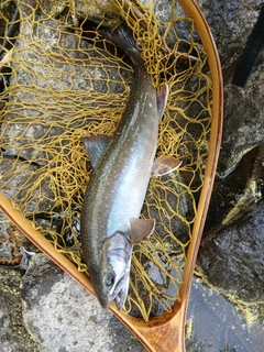 ミヤベイワナの釣果